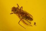 Two Fossil Flies (Chironomidae) In Baltic Amber - Male and Female #145418-2